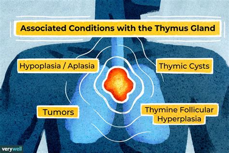 Thymus: The Function of the Gland & Why it is Important.